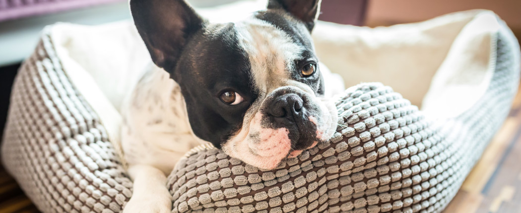 Adorable french bulldog on the lair